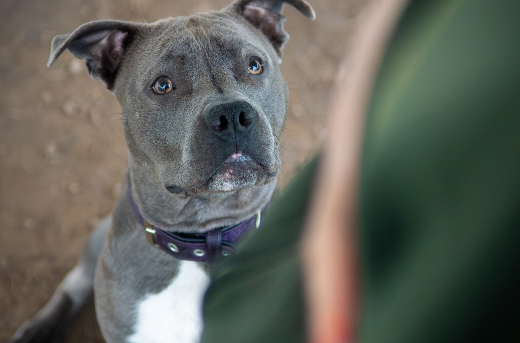 Unsere letzte Tierheimführung