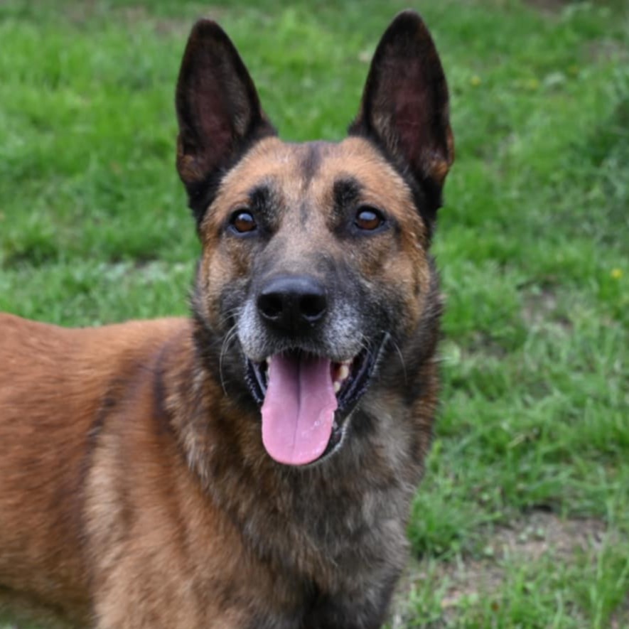 Tierportrait von Basko