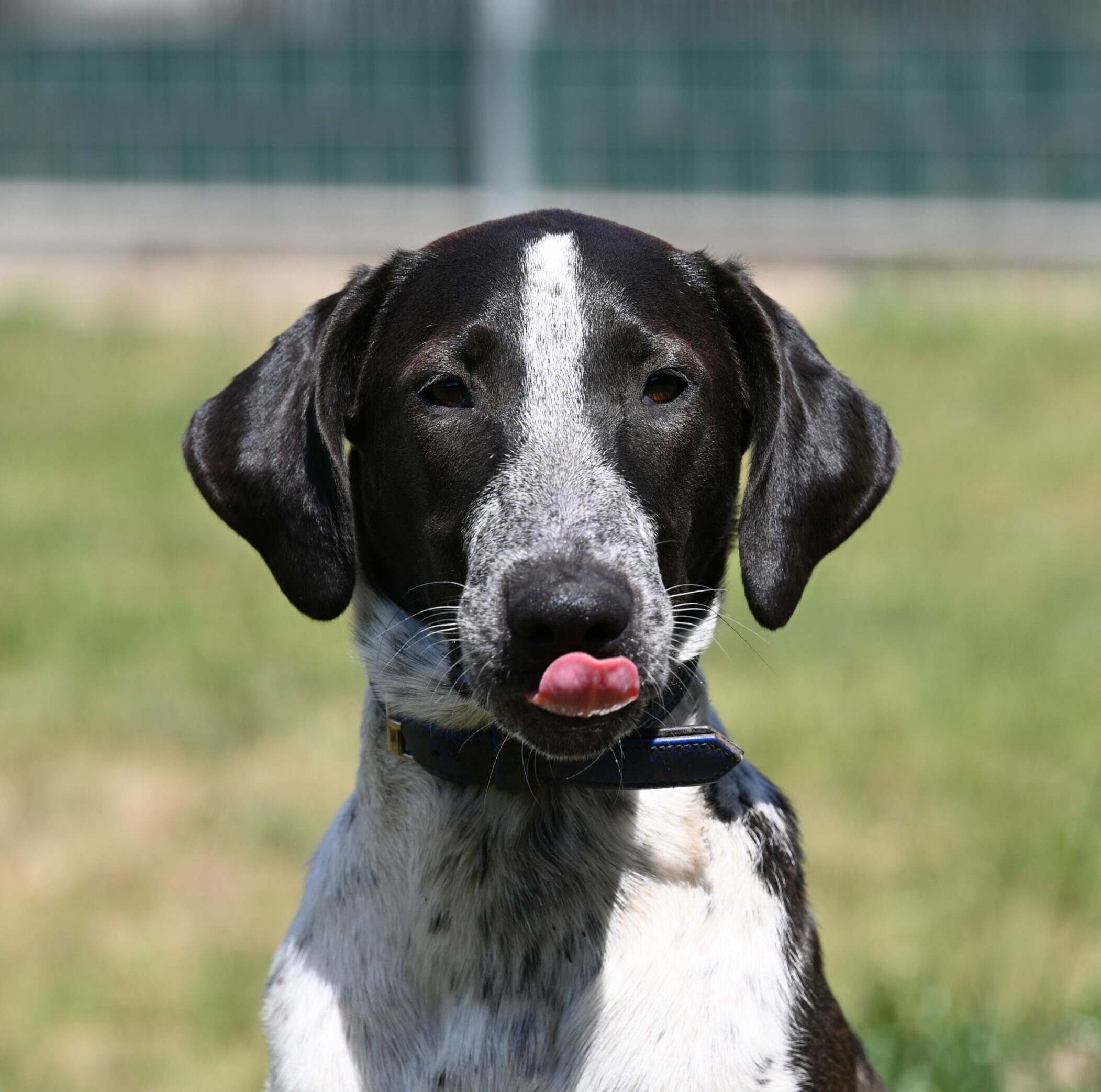 Tierportrait von Billy