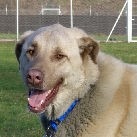 Tierportrait von Athena