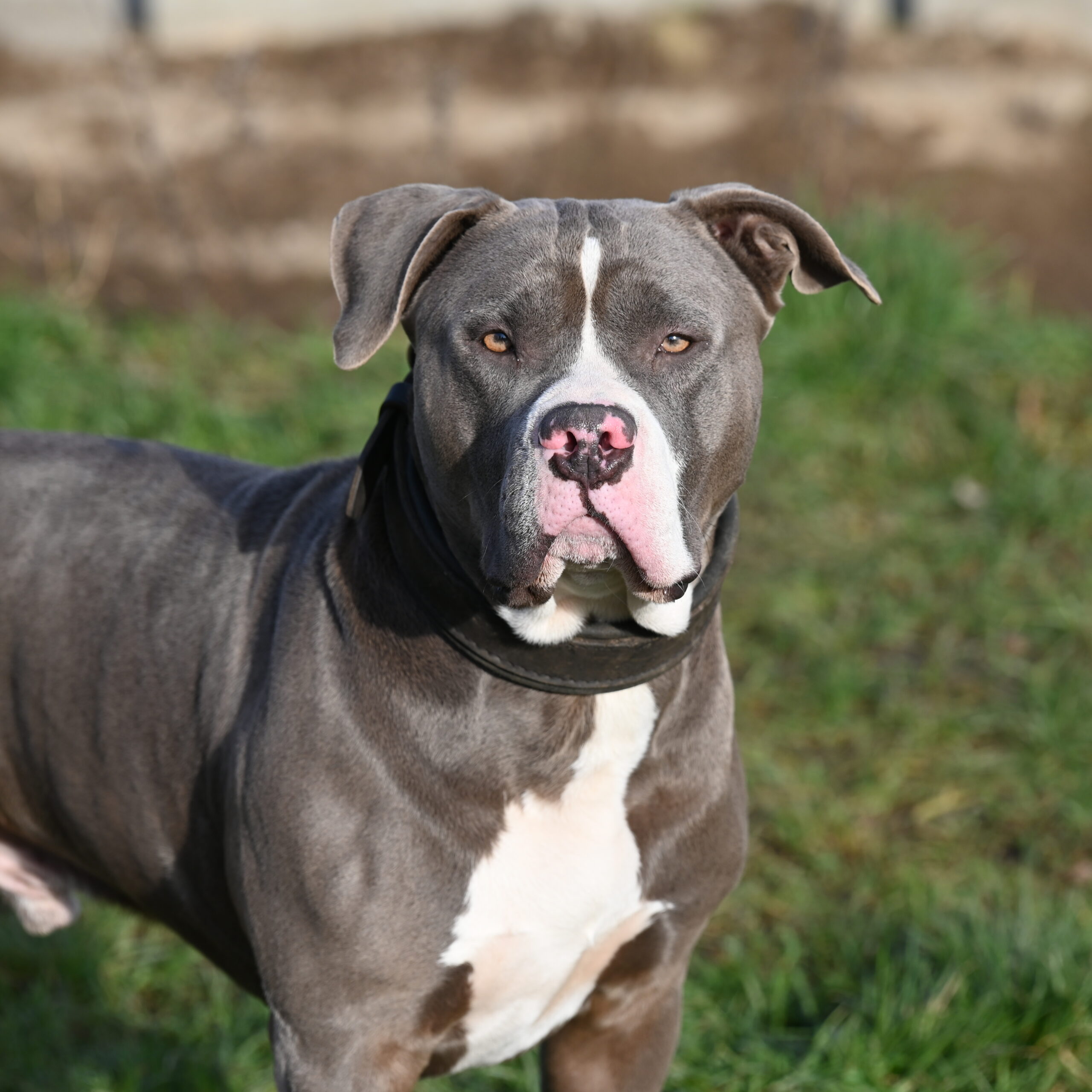 Tierportrait von XLutz