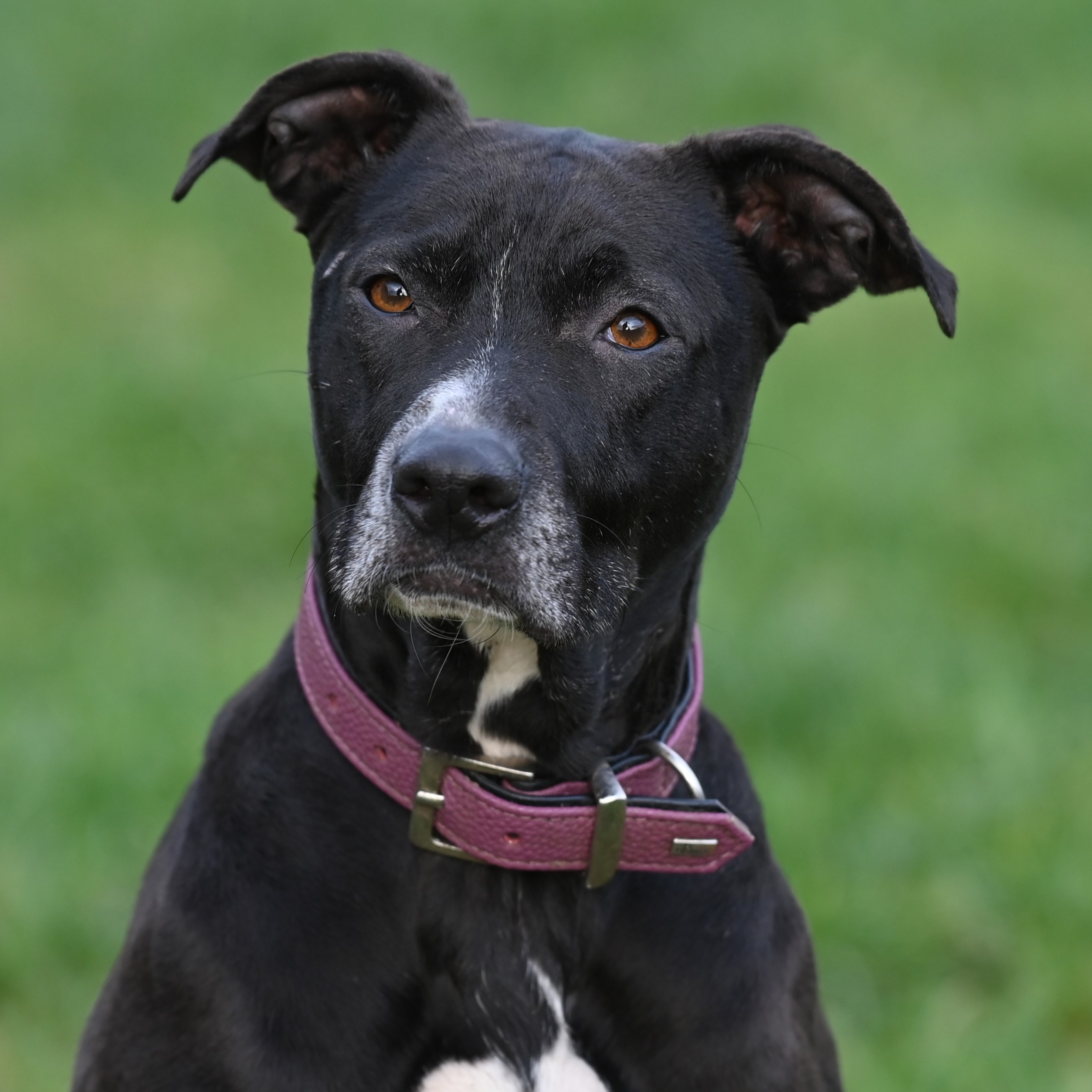 Tierportrait von Luna