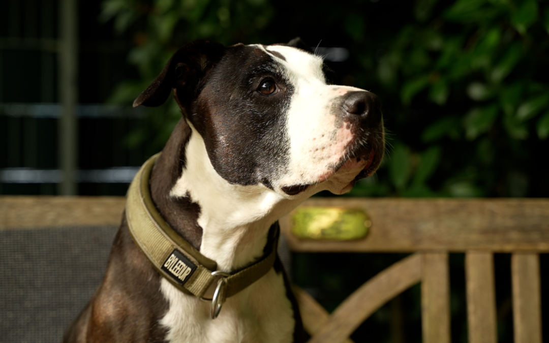 TierheimTV-Vermittlung | August 2025