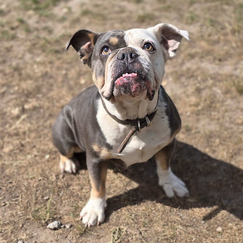 Tierportrait von Bella