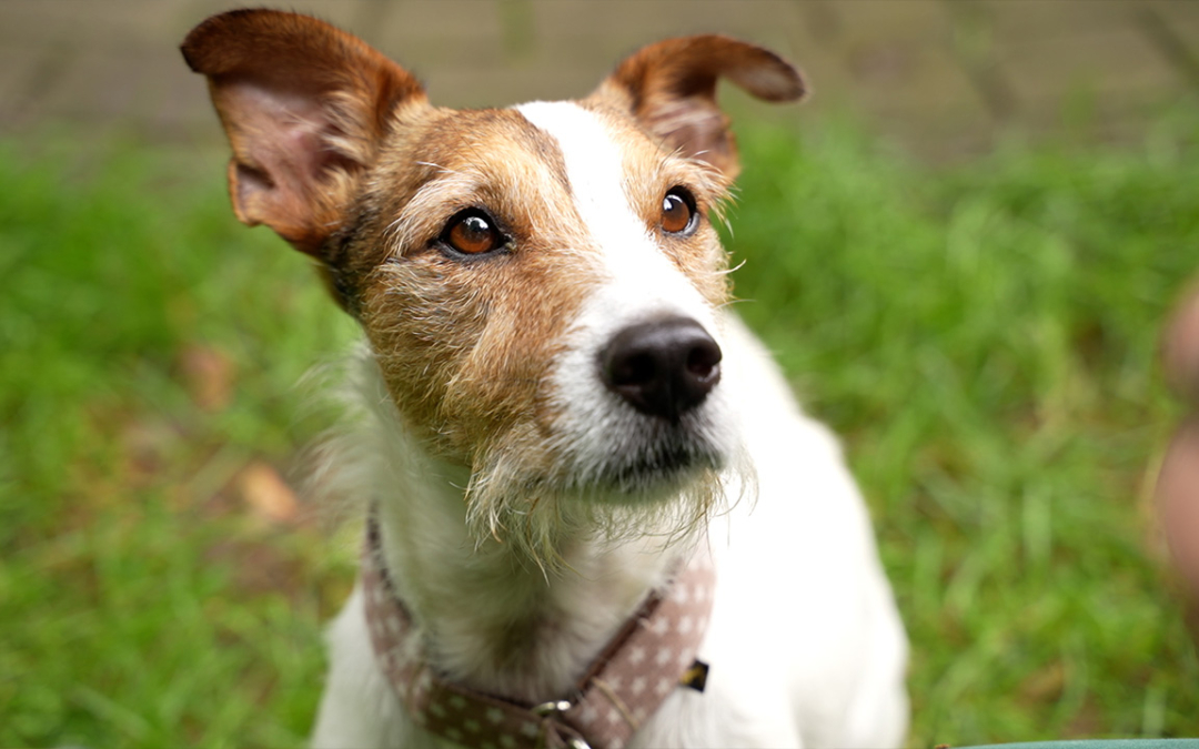 TierheimTV-Vermittlung | Juli 2025