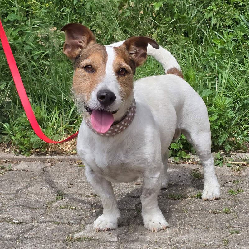 Tierportrait von Bernhard