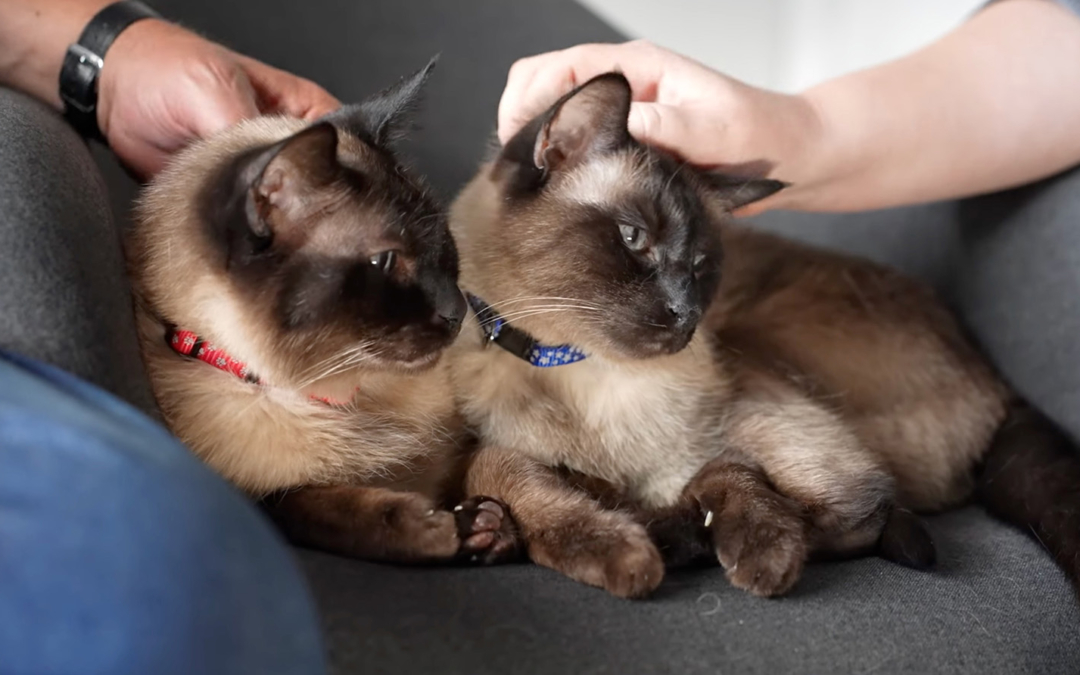 Happy End für Oskar & Janosch