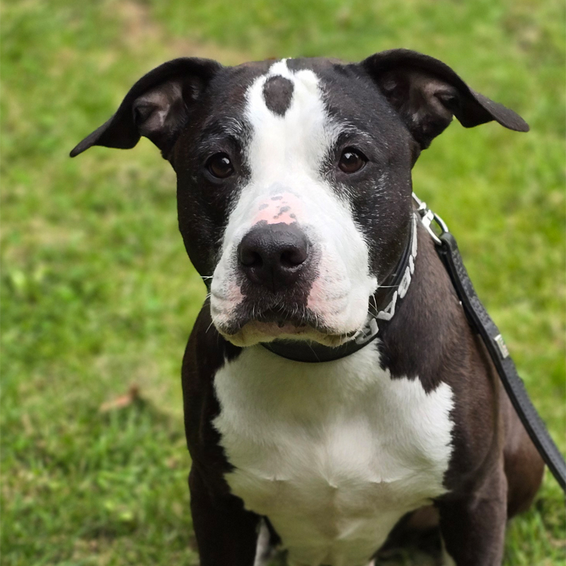 Tierportrait von Silva