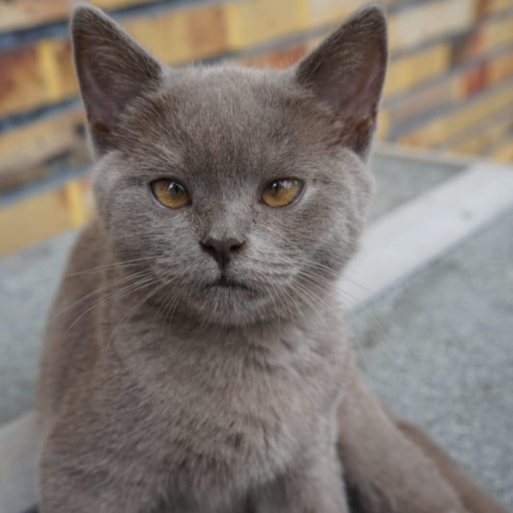 Tierportrait von Barbossa