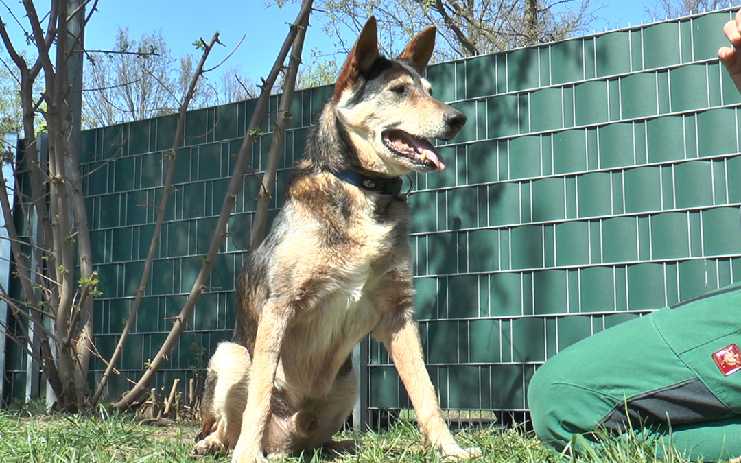 Gunnar | Tier des Monats Mai 2019