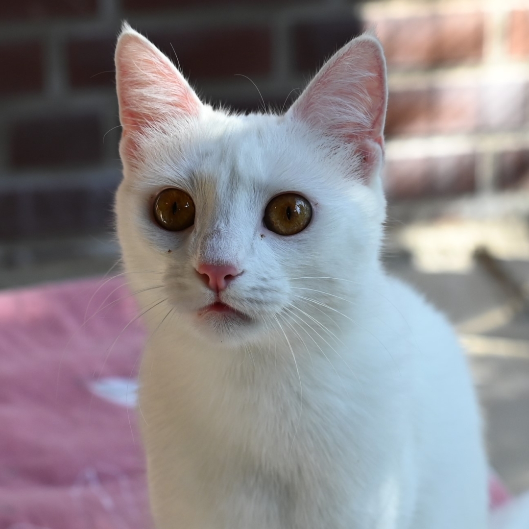 Tierportrait von Findik