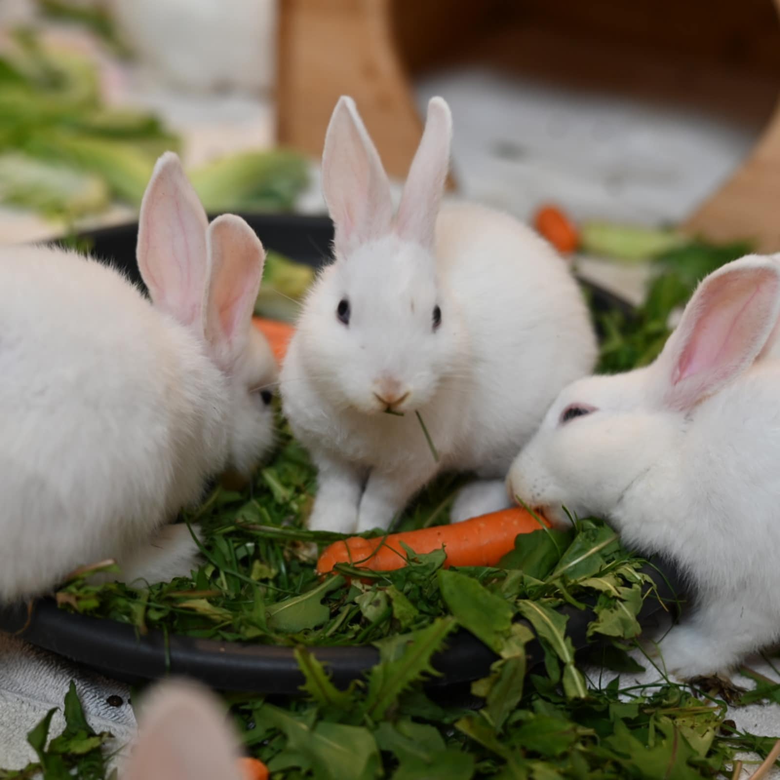 Kaninchen-Kinder-Bottrop-4.jpg