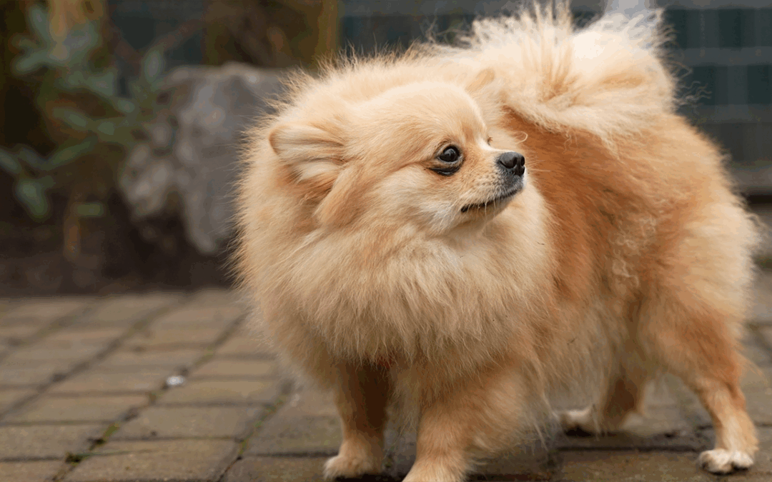 TierheimTV-Vermittlung | Januar 2025