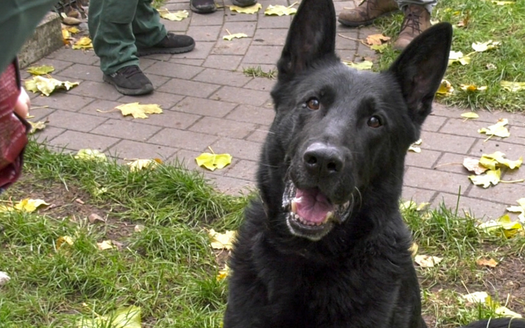 Astor | Tier des Monats Dezember 2019