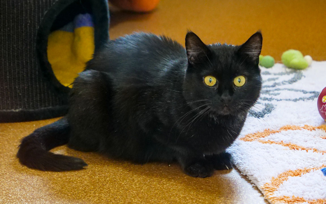 Bärchen | Tier des Monats November 2020