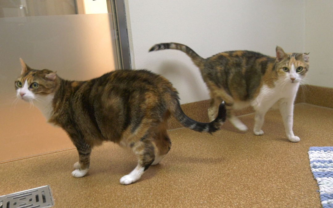 Basra und Basna | Tier(e) des Monats Januar 2020