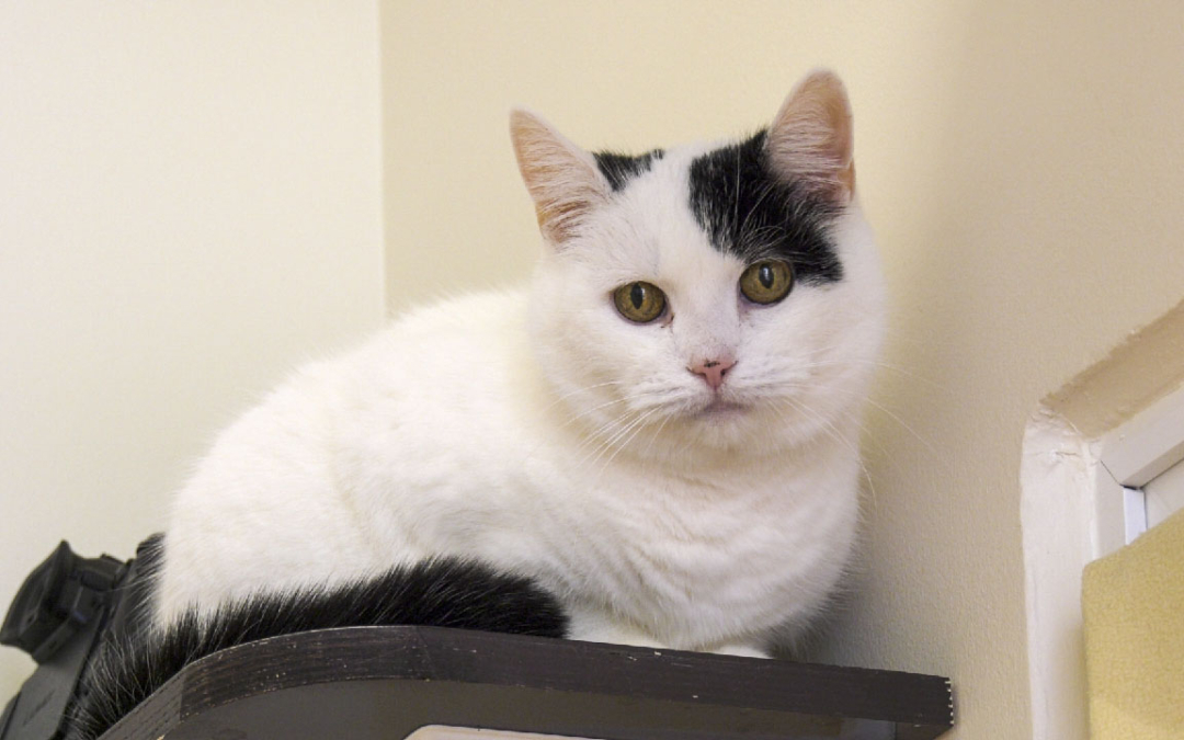 Caisy | Tier des Monats März 2021