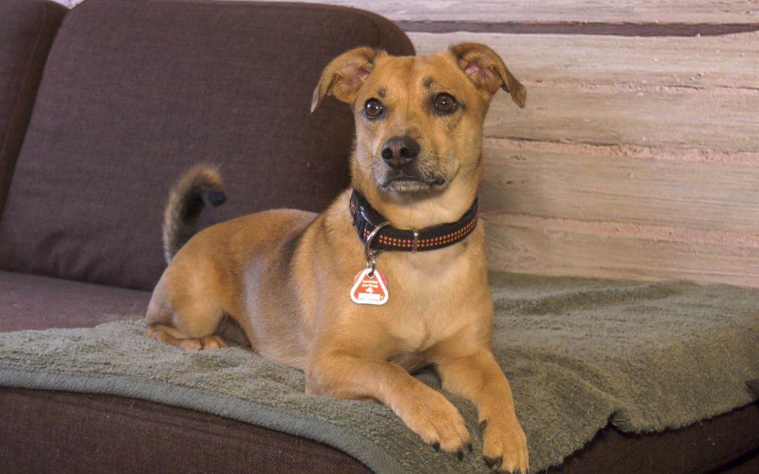 Chillic hat sein Zuhause gefunden