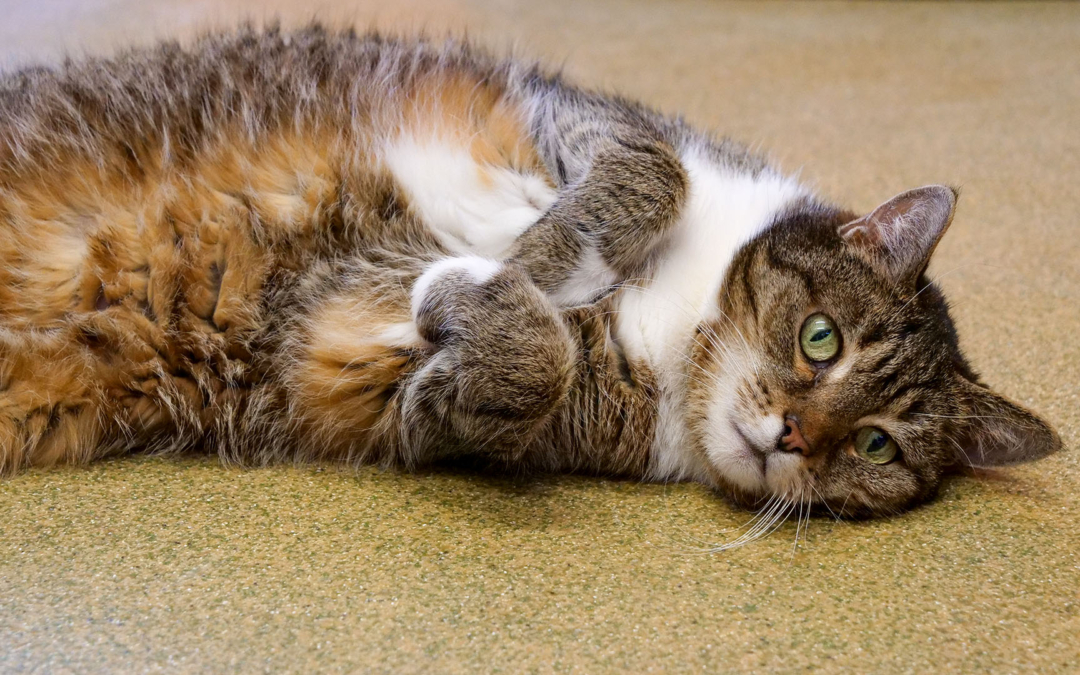 Clydie | Tier des Monats Februar 2021