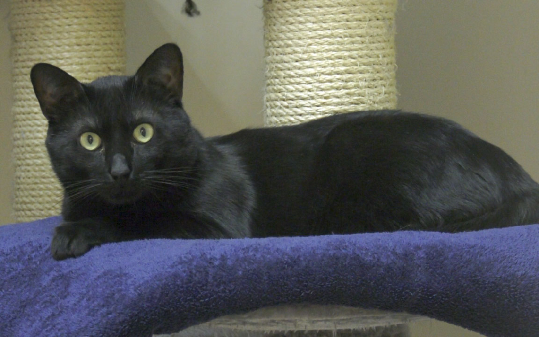 Dr. Heissel | Tier des Monats April 2021