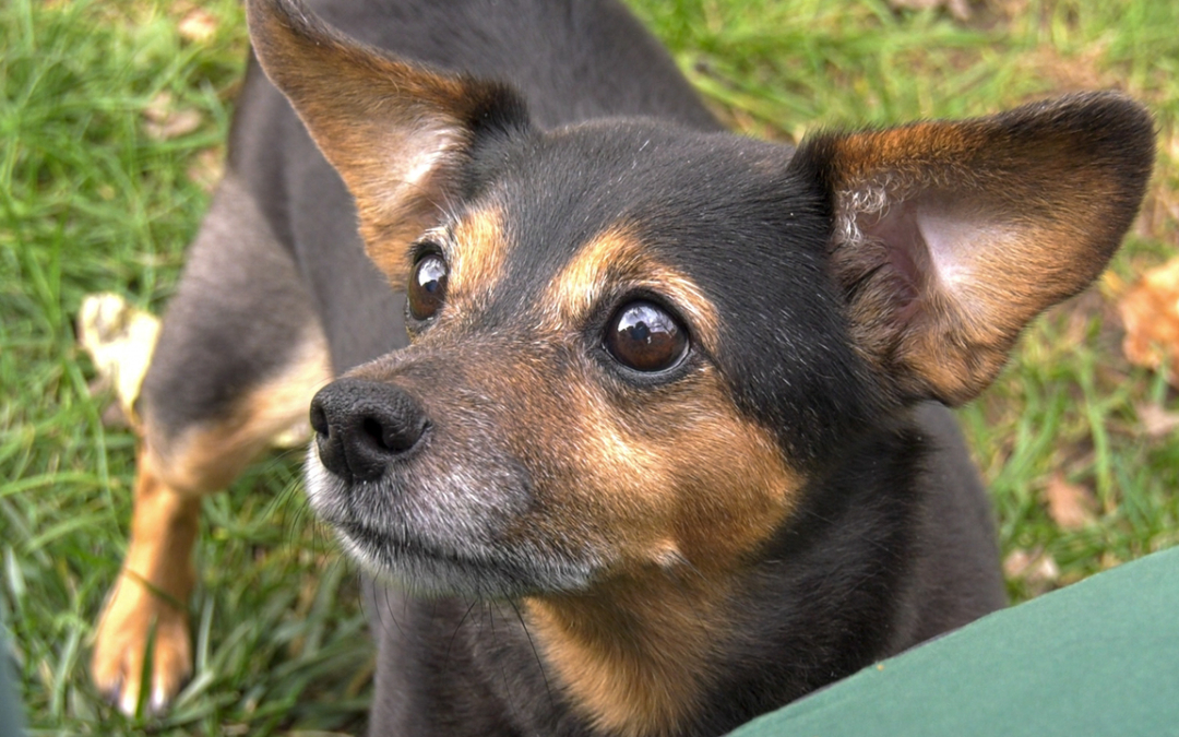 Gina | Tier des Monats Dezember 2020