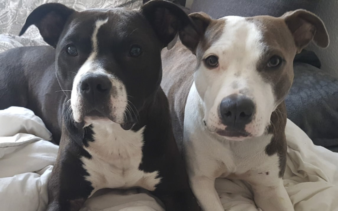 Happy End für Franky