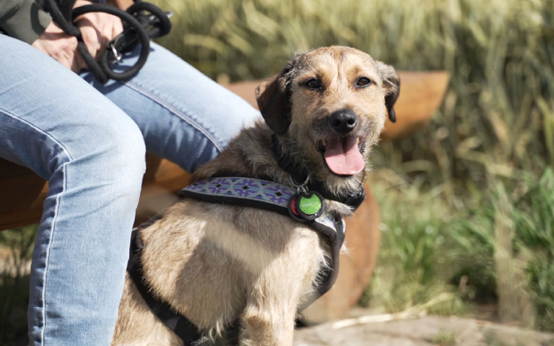 Happy End für Röschen