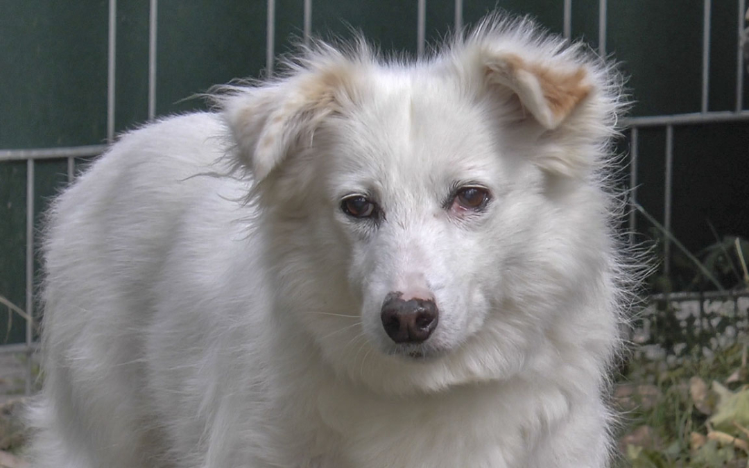 Helena | Tier des Monats Oktober 2018