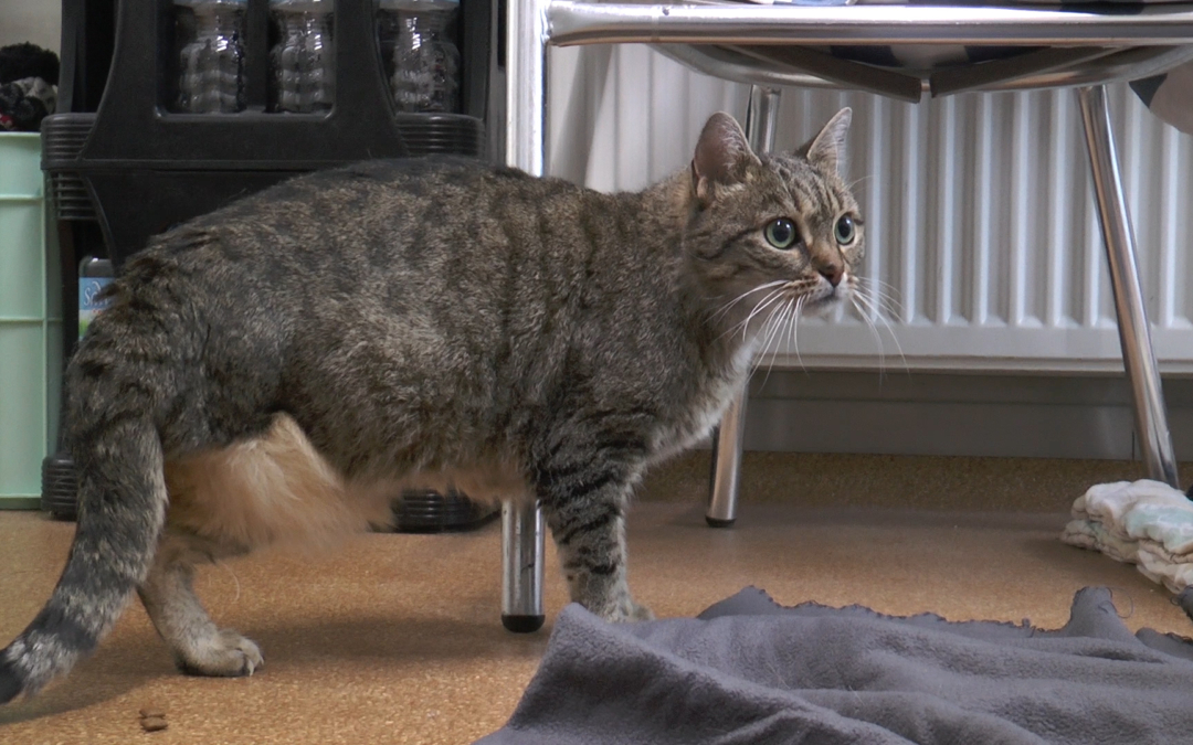 Hetti | Tier des Monats Januar 2019