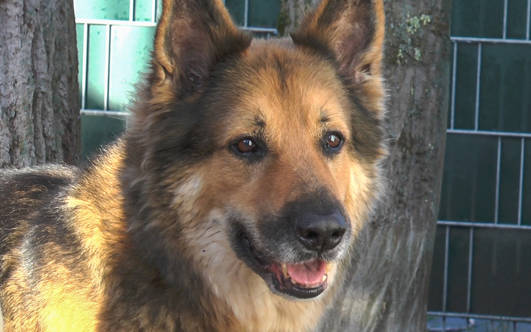 Janosch | Tier des Monats Februar 2019