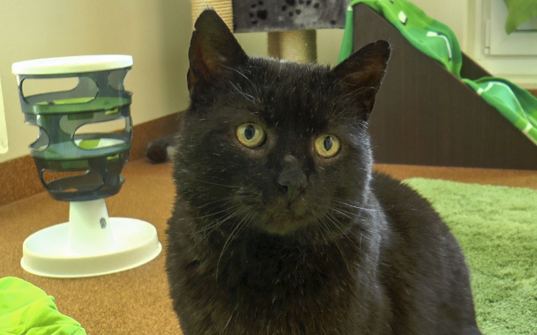 Katerchen | Tier des Monats Juli 2019