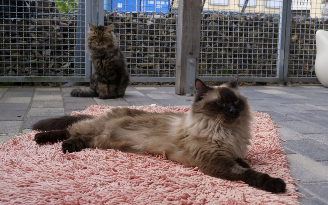 Kira und Paula | Tier(e) des Monats September 2020