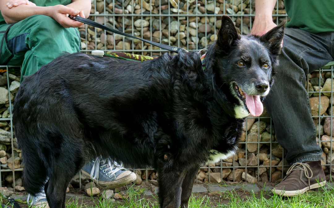 Lady | Tier des Monats Juli 2020