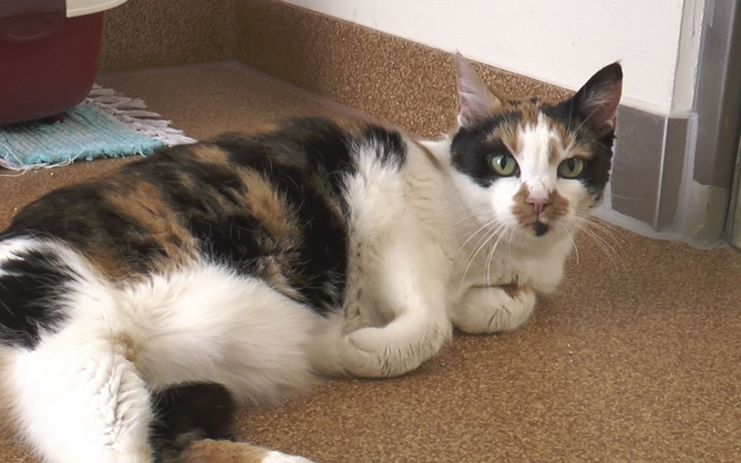 Maja | Tier des Monats April 2019