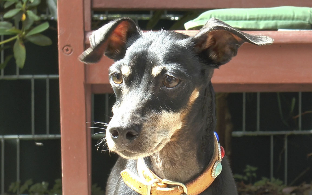 Milow | Tier des Monats August 2019