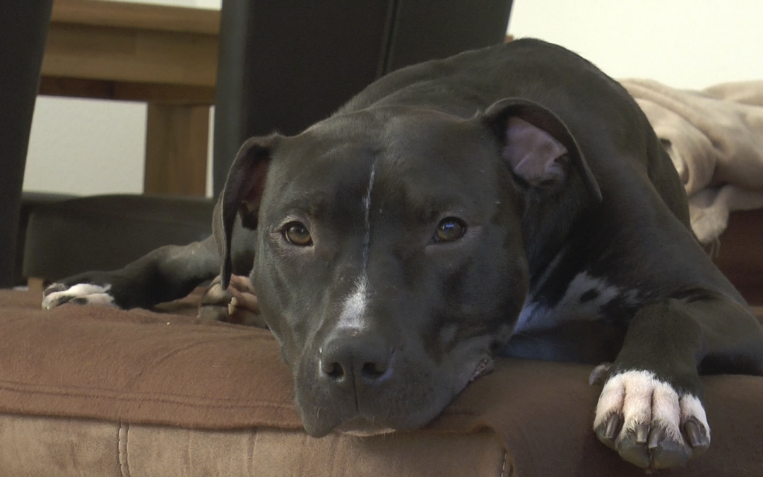 TierheimTV informiert über Nachkontrollen