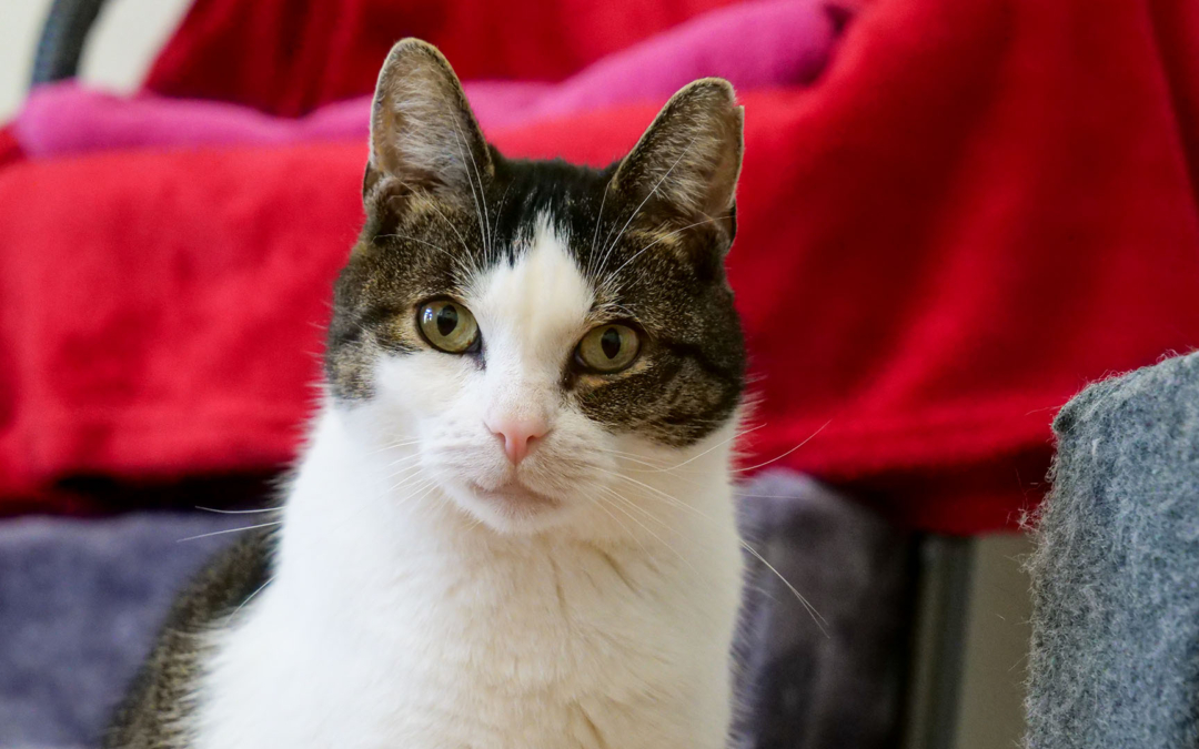 Peter Pan | Tier des Monats Oktober 2020