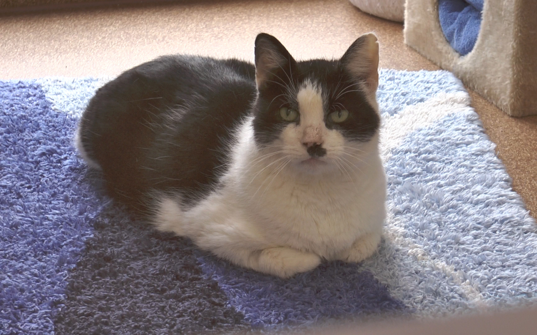 Raudi | Tier des Monats März 2019