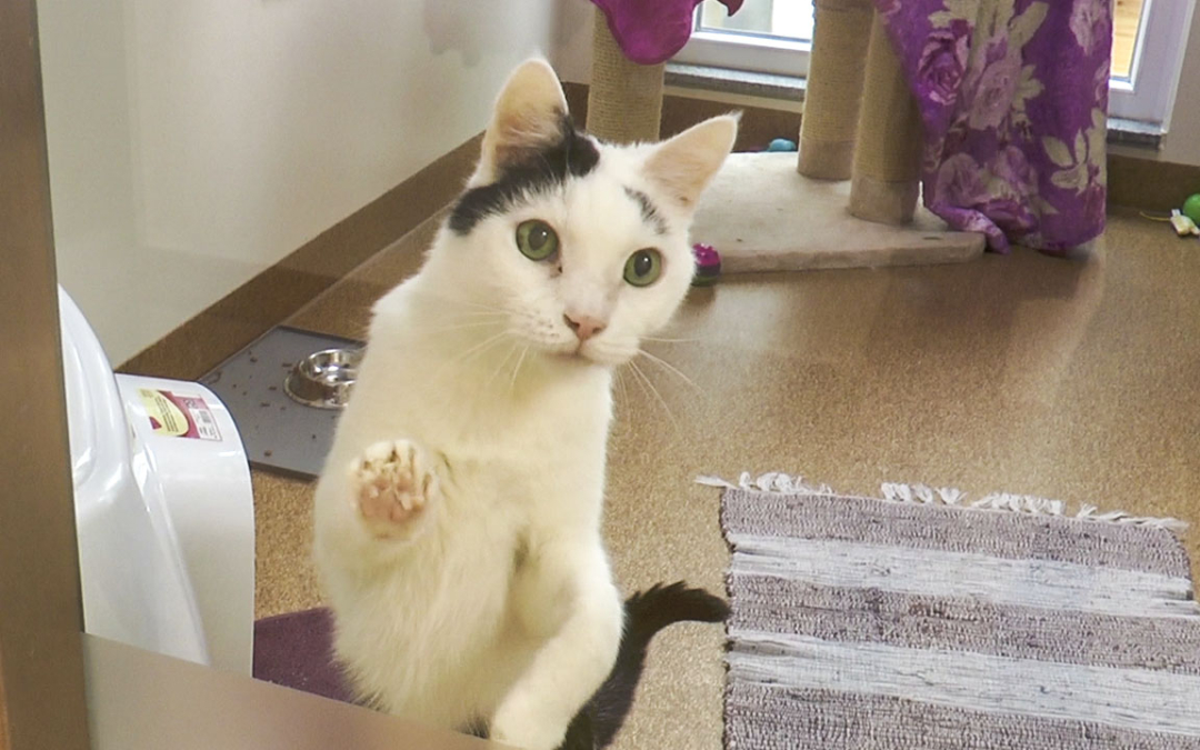 Rocky | Tier des Monats September 2019