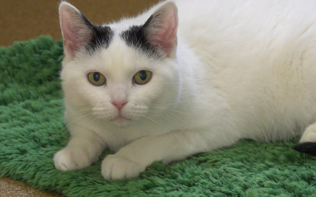 TierheimTV-Vermittlung | Februar 2022