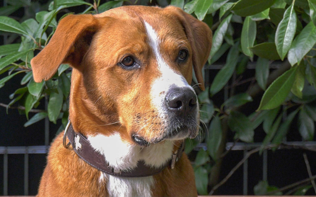 TierheimTV-Vermittlung | September 2022