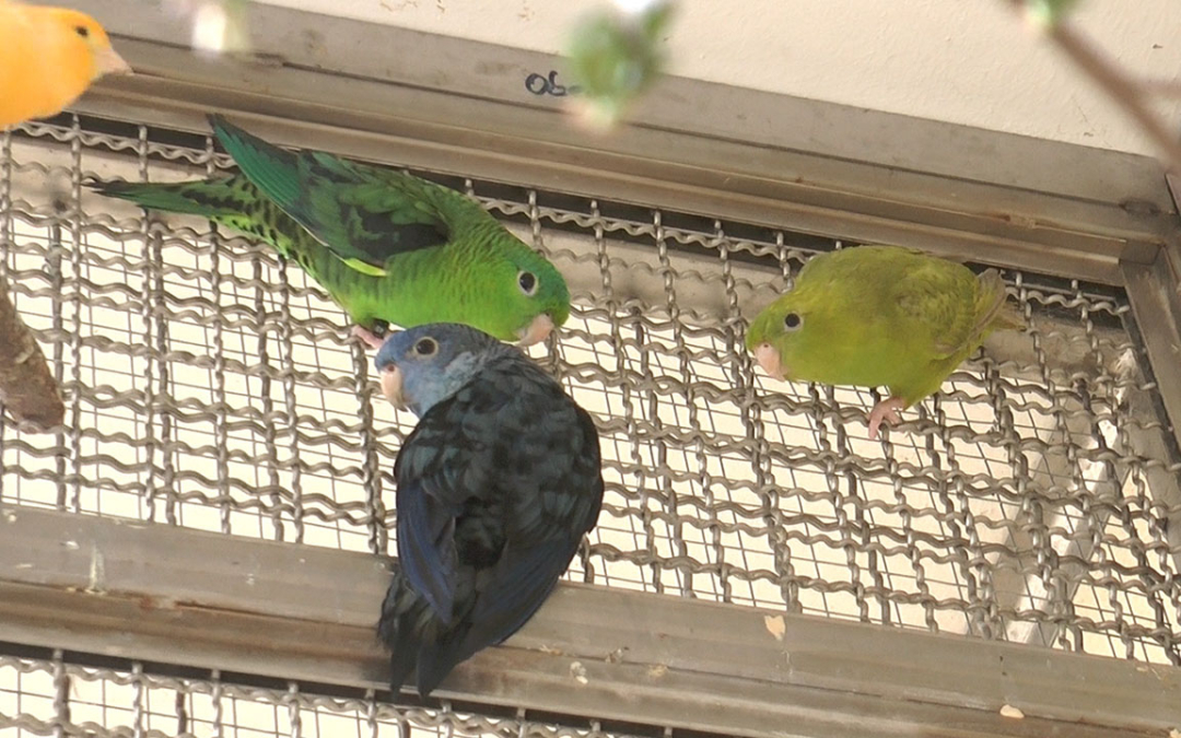 TierheimTV-Vermittlung | April 2019