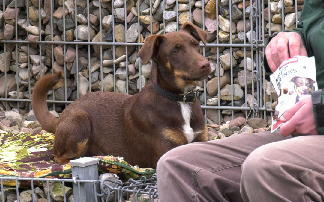 TierheimTV-Vermittlung | April 2021