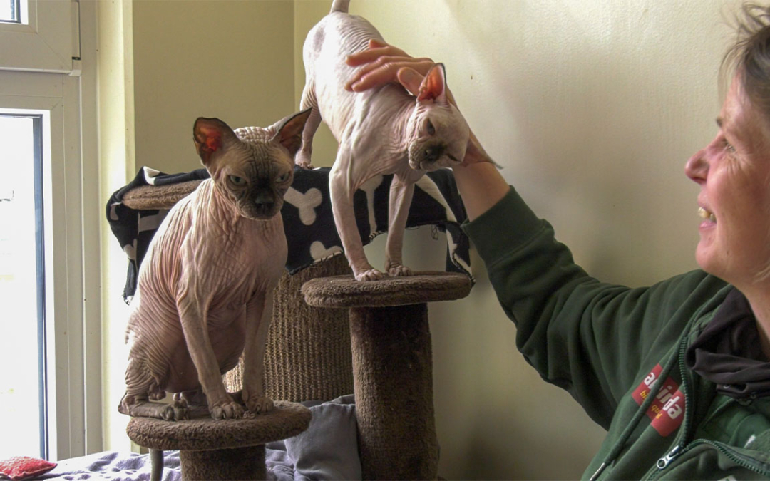 TierheimTV-Vermittlung | April 2022