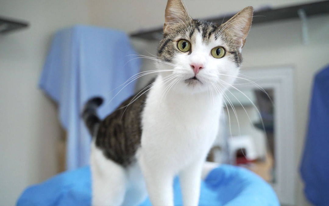 TierheimTV-Vermittlung | April 2024