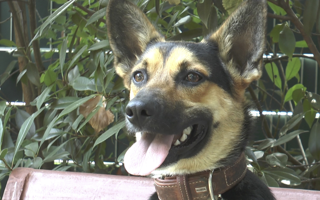 TierheimTV Vermittlung August 2018