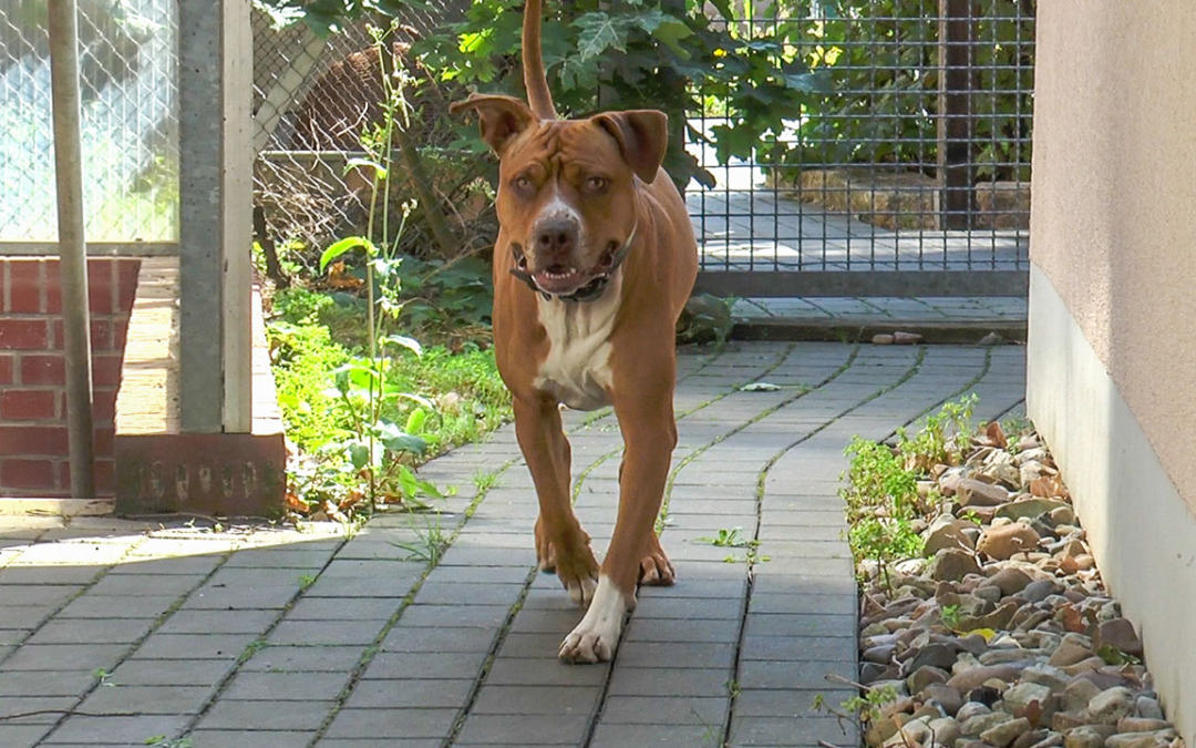 TierheimTV-Vermittlung | August 2019