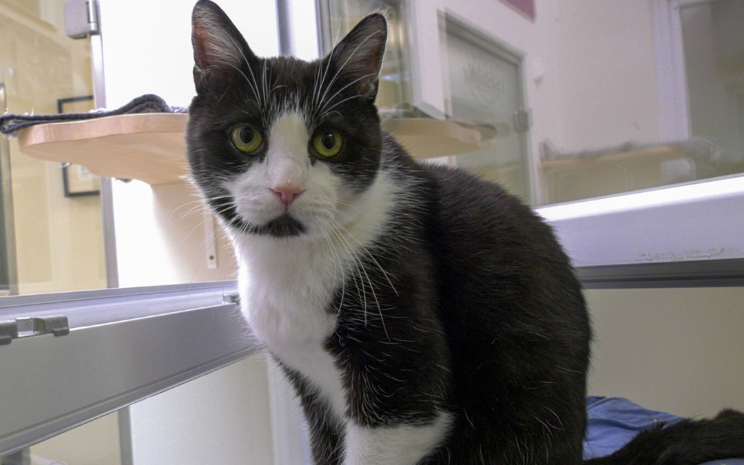 TierheimTV-Vermittlung | August 2021