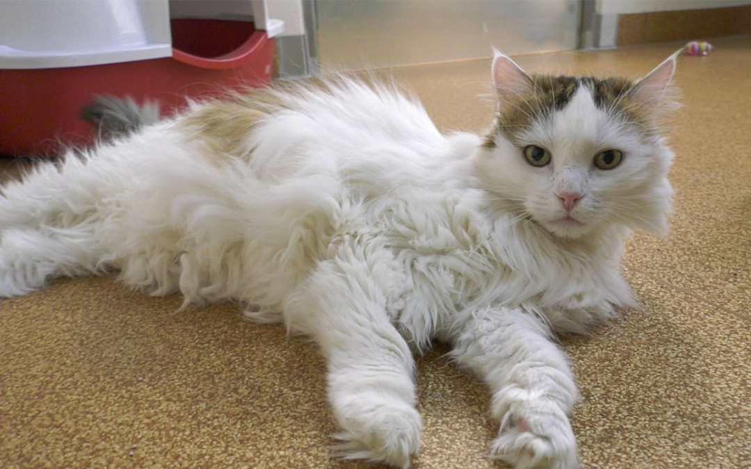 TierheimTV-Vermittlung | August 2022