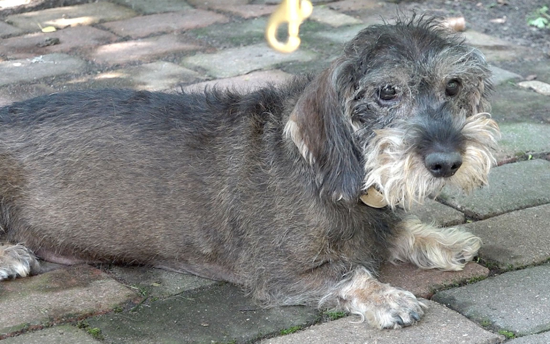 TierheimTV-Vermittlung | August 2023